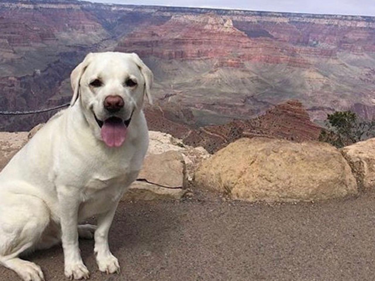 Smiling yellow Lab dog in front of Grand Canyon.